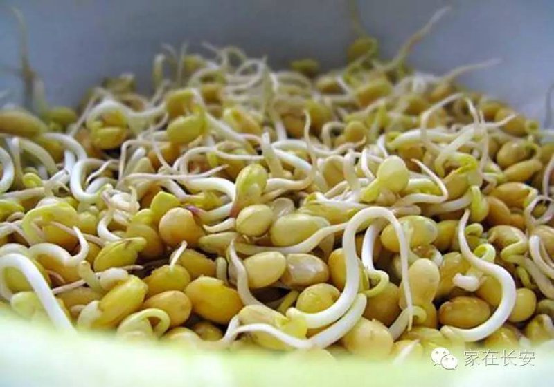 豆芽时代官网：开启现代农业的新纪元