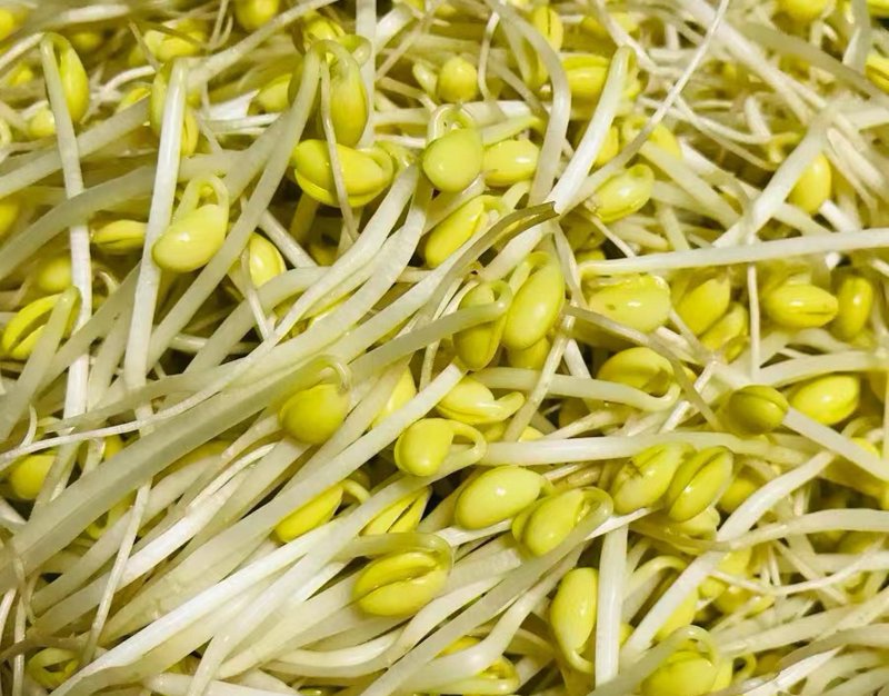 豆芽时代官网